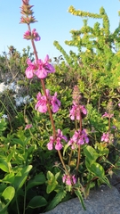 Stachys grandidentata