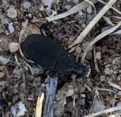 Chlaenius tomentosus