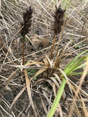 Carex macrocephala