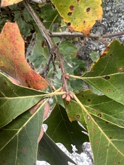 Quercus ilicifolia