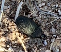 Chlaenius tomentosus