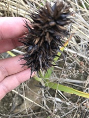 Carex macrocephala
