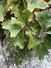 Quercus ilicifolia