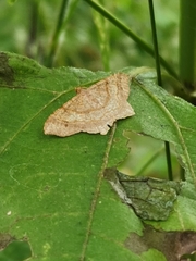 Psamatodes abydata