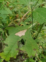 Psamatodes abydata