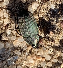 Chlaenius tomentosus