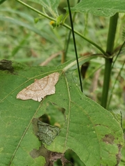 Psamatodes abydata