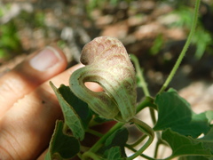 Aristolochia monticola