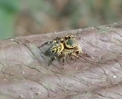 Carrhotus xanthogramma