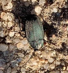 Chlaenius tomentosus