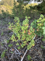 Ribes sanguineum glutinosum