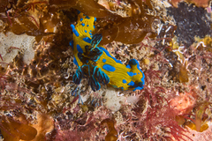 Tambja verconis
