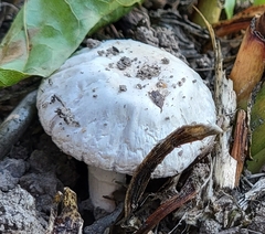 Leucoagaricus barssii