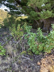 Ribes sanguineum glutinosum