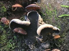 Ionomidotis irregularis