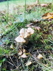 Cantharellus enelensis