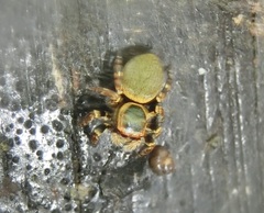 Carrhotus xanthogramma