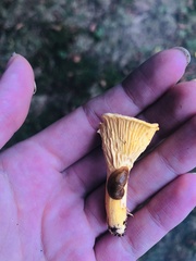 Cantharellus enelensis