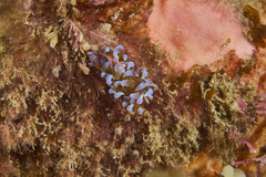Phyllodesmium macphersonae