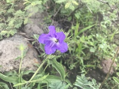 Ruellia lactea