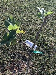 Ficus carica