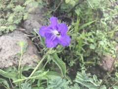 Ruellia lactea