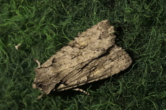 Lithophane ornitopus