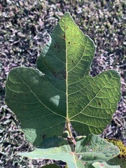 Ficus carica