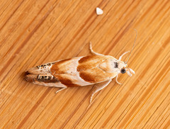Eucosma octopunctana
