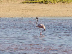 Phoenicopterus ruber