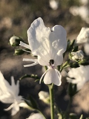 Nuttallanthus texanus