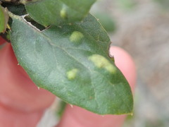 Aceria mackiei
