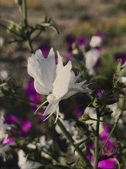 Nuttallanthus texanus