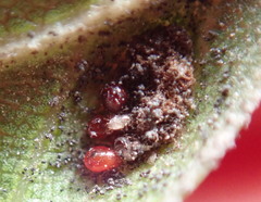 Aceria mackiei