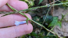 Ipomoea lacunosa