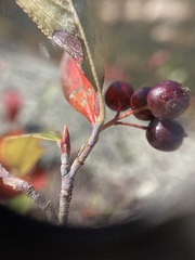 Aronia arbutifolia