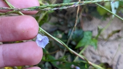 Ipomoea lacunosa