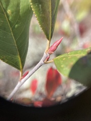 Aronia arbutifolia