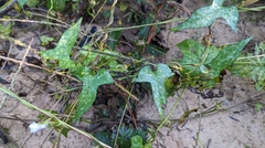 Ipomoea lacunosa