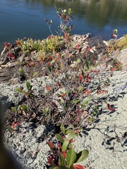 Aronia arbutifolia