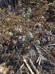 Eriophyllum staechadifolium
