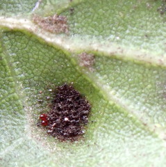 Aceria mackiei