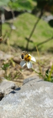 Bidens odorata
