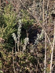 Eriophyllum staechadifolium