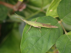 Atractomorpha lata