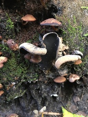 Ionomidotis irregularis