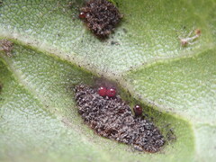 Aceria mackiei