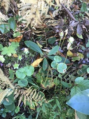 Parnassia asarifolia