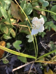 Parnassia asarifolia