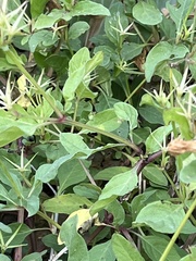 Ruellia nudiflora